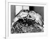 Kermit and Sheila, Tree Frog Lovers Get Close, February 1987-null-Framed Photographic Print