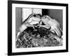 Kermit and Sheila, Tree Frog Lovers Get Close, February 1987-null-Framed Photographic Print