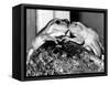Kermit and Sheila, Tree Frog Lovers Get Close, February 1987-null-Framed Stretched Canvas