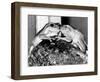 Kermit and Sheila, Tree Frog Lovers Get Close, February 1987-null-Framed Photographic Print