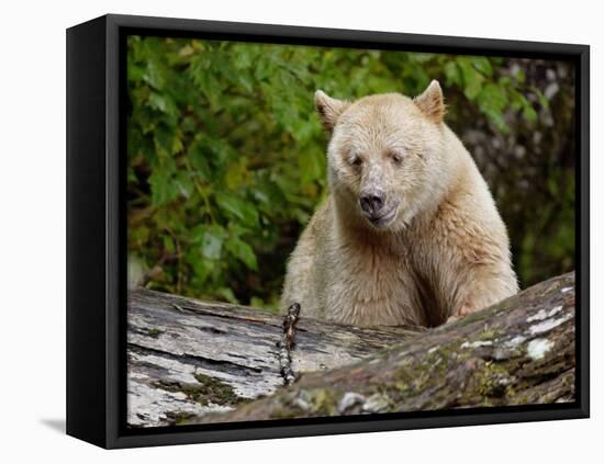 Kermode Spirit Bear, White Morph of Black Bear, Princess Royal Island, British Columbia, Canada-Eric Baccega-Framed Stretched Canvas