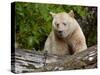 Kermode Spirit Bear, White Morph of Black Bear, Princess Royal Island, British Columbia, Canada-Eric Baccega-Stretched Canvas