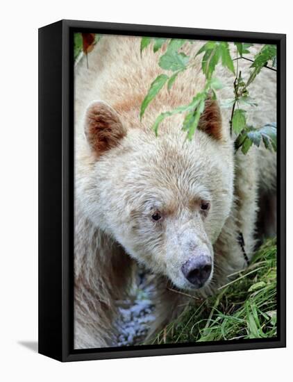 Kermode Spirit Bear, White Morph of Black Bear, Princess Royal Island, British Columbia, Canada-Eric Baccega-Framed Stretched Canvas