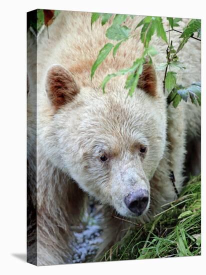 Kermode Spirit Bear, White Morph of Black Bear, Princess Royal Island, British Columbia, Canada-Eric Baccega-Stretched Canvas