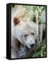 Kermode Spirit Bear, White Morph of Black Bear, Princess Royal Island, British Columbia, Canada-Eric Baccega-Framed Stretched Canvas