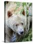 Kermode Spirit Bear, White Morph of Black Bear, Princess Royal Island, British Columbia, Canada-Eric Baccega-Stretched Canvas