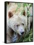 Kermode Spirit Bear, White Morph of Black Bear, Princess Royal Island, British Columbia, Canada-Eric Baccega-Framed Stretched Canvas