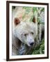 Kermode Spirit Bear, White Morph of Black Bear, Princess Royal Island, British Columbia, Canada-Eric Baccega-Framed Premium Photographic Print