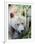 Kermode Spirit Bear, White Morph of Black Bear, Princess Royal Island, British Columbia, Canada-Eric Baccega-Framed Premium Photographic Print