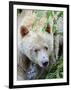 Kermode Spirit Bear, White Morph of Black Bear, Princess Royal Island, British Columbia, Canada-Eric Baccega-Framed Premium Photographic Print