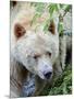 Kermode Spirit Bear, White Morph of Black Bear, Princess Royal Island, British Columbia, Canada-Eric Baccega-Mounted Premium Photographic Print