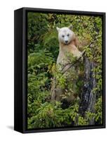 Kermode Spirit Bear, White Morph of Black Bear, Princess Royal Island, British Columbia, Canada-Eric Baccega-Framed Stretched Canvas