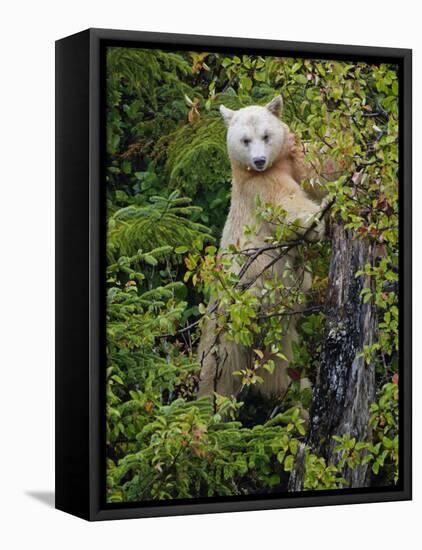 Kermode Spirit Bear, White Morph of Black Bear, Princess Royal Island, British Columbia, Canada-Eric Baccega-Framed Stretched Canvas