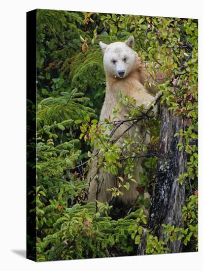 Kermode Spirit Bear, White Morph of Black Bear, Princess Royal Island, British Columbia, Canada-Eric Baccega-Stretched Canvas