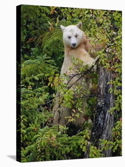 Kermode Spirit Bear, White Morph of Black Bear, Princess Royal Island, British Columbia, Canada-Eric Baccega-Stretched Canvas