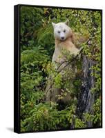 Kermode Spirit Bear, White Morph of Black Bear, Princess Royal Island, British Columbia, Canada-Eric Baccega-Framed Stretched Canvas