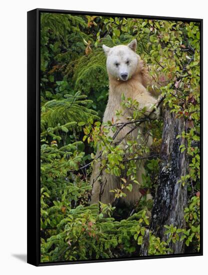 Kermode Spirit Bear, White Morph of Black Bear, Princess Royal Island, British Columbia, Canada-Eric Baccega-Framed Stretched Canvas