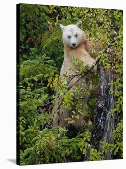 Kermode Spirit Bear, White Morph of Black Bear, Princess Royal Island, British Columbia, Canada-Eric Baccega-Stretched Canvas