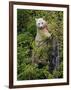 Kermode Spirit Bear, White Morph of Black Bear, Princess Royal Island, British Columbia, Canada-Eric Baccega-Framed Premium Photographic Print