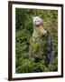 Kermode Spirit Bear, White Morph of Black Bear, Princess Royal Island, British Columbia, Canada-Eric Baccega-Framed Premium Photographic Print