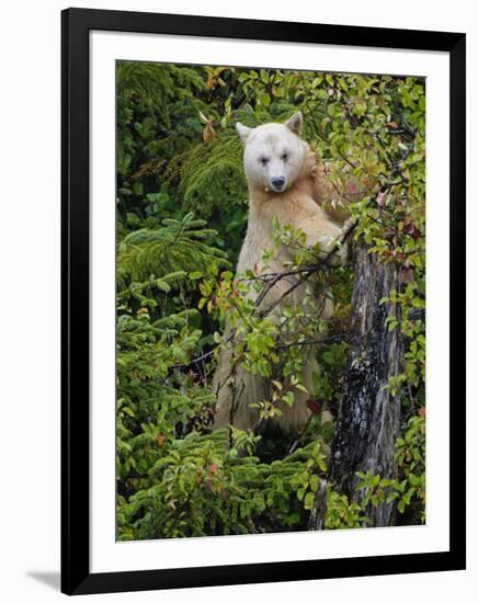 Kermode Spirit Bear, White Morph of Black Bear, Princess Royal Island, British Columbia, Canada-Eric Baccega-Framed Premium Photographic Print