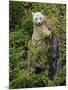 Kermode Spirit Bear, White Morph of Black Bear, Princess Royal Island, British Columbia, Canada-Eric Baccega-Mounted Premium Photographic Print