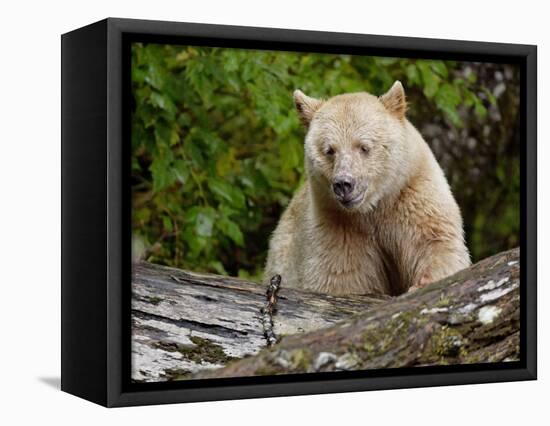 Kermode Spirit Bear, White Morph of Black Bear, Princess Royal Island, British Columbia, Canada-Eric Baccega-Framed Stretched Canvas