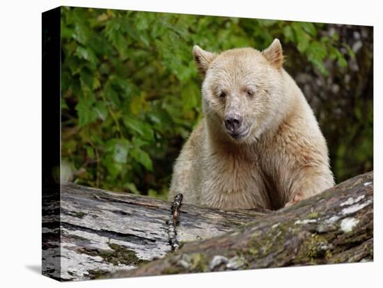 Kermode Spirit Bear, White Morph of Black Bear, Princess Royal Island, British Columbia, Canada-Eric Baccega-Stretched Canvas
