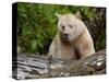 Kermode Spirit Bear, White Morph of Black Bear, Princess Royal Island, British Columbia, Canada-Eric Baccega-Stretched Canvas