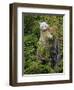 Kermode Spirit Bear, White Morph of Black Bear, Princess Royal Island, British Columbia, Canada-Eric Baccega-Framed Premium Photographic Print