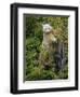 Kermode Spirit Bear, White Morph of Black Bear, Princess Royal Island, British Columbia, Canada-Eric Baccega-Framed Premium Photographic Print