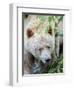 Kermode Spirit Bear, White Morph of Black Bear, Princess Royal Island, British Columbia, Canada-Eric Baccega-Framed Premium Photographic Print