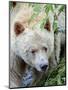 Kermode Spirit Bear, White Morph of Black Bear, Princess Royal Island, British Columbia, Canada-Eric Baccega-Mounted Premium Photographic Print