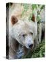 Kermode Spirit Bear, White Morph of Black Bear, Princess Royal Island, British Columbia, Canada-Eric Baccega-Stretched Canvas