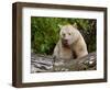 Kermode Spirit Bear, White Morph of Black Bear, Princess Royal Island, British Columbia, Canada-Eric Baccega-Framed Photographic Print