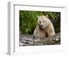 Kermode Spirit Bear, White Morph of Black Bear, Princess Royal Island, British Columbia, Canada-Eric Baccega-Framed Photographic Print