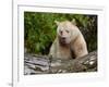 Kermode Spirit Bear, White Morph of Black Bear, Princess Royal Island, British Columbia, Canada-Eric Baccega-Framed Photographic Print