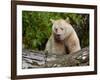 Kermode Spirit Bear, White Morph of Black Bear, Princess Royal Island, British Columbia, Canada-Eric Baccega-Framed Photographic Print