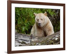 Kermode Spirit Bear, White Morph of Black Bear, Princess Royal Island, British Columbia, Canada-Eric Baccega-Framed Photographic Print