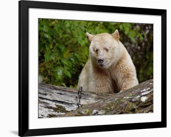 Kermode Spirit Bear, White Morph of Black Bear, Princess Royal Island, British Columbia, Canada-Eric Baccega-Framed Photographic Print