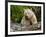 Kermode Spirit Bear, White Morph of Black Bear, Princess Royal Island, British Columbia, Canada-Eric Baccega-Framed Photographic Print