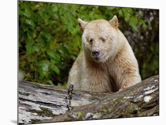 Kermode Spirit Bear, White Morph of Black Bear, Princess Royal Island, British Columbia, Canada-Eric Baccega-Mounted Photographic Print