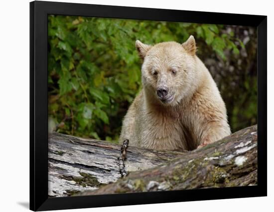 Kermode Spirit Bear, White Morph of Black Bear, Princess Royal Island, British Columbia, Canada-Eric Baccega-Framed Photographic Print