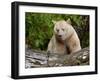 Kermode Spirit Bear, White Morph of Black Bear, Princess Royal Island, British Columbia, Canada-Eric Baccega-Framed Photographic Print