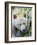 Kermode Spirit Bear, White Morph of Black Bear, Princess Royal Island, British Columbia, Canada-Eric Baccega-Framed Photographic Print