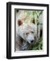 Kermode Spirit Bear, White Morph of Black Bear, Princess Royal Island, British Columbia, Canada-Eric Baccega-Framed Photographic Print