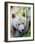 Kermode Spirit Bear, White Morph of Black Bear, Princess Royal Island, British Columbia, Canada-Eric Baccega-Framed Photographic Print