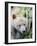 Kermode Spirit Bear, White Morph of Black Bear, Princess Royal Island, British Columbia, Canada-Eric Baccega-Framed Photographic Print