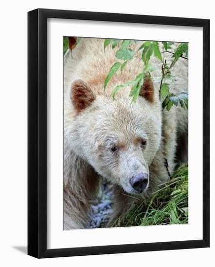 Kermode Spirit Bear, White Morph of Black Bear, Princess Royal Island, British Columbia, Canada-Eric Baccega-Framed Photographic Print