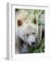 Kermode Spirit Bear, White Morph of Black Bear, Princess Royal Island, British Columbia, Canada-Eric Baccega-Framed Photographic Print